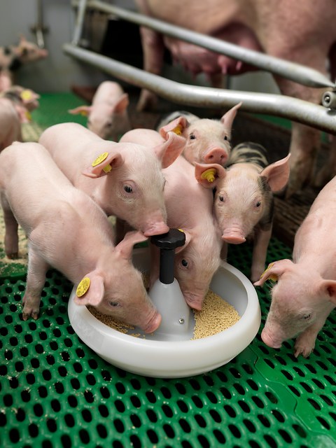 creep-feeding-helps-nursery-pigs-thrive-pig-progress