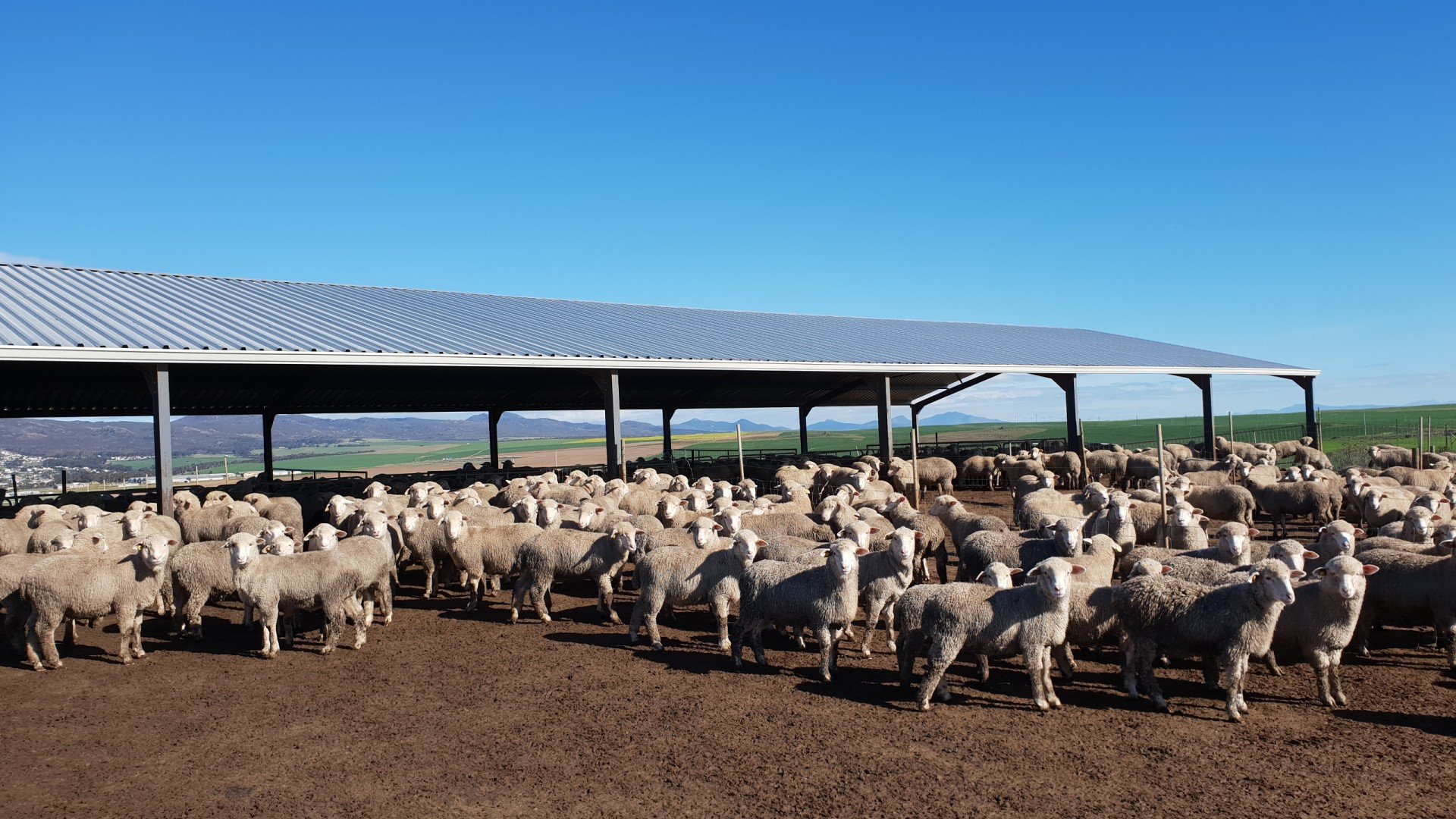 Sheep Feedlots