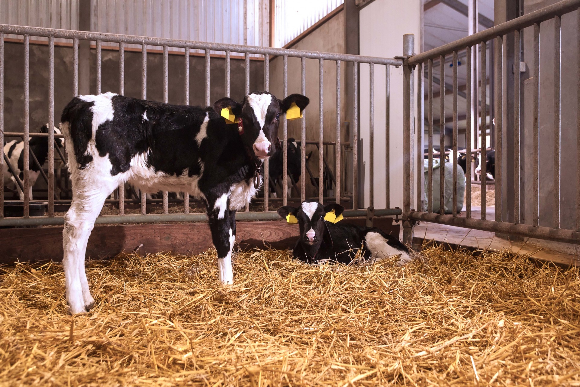 How to make the most of your heifer potential